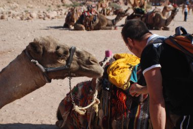 Deve Yaklaş. Camelus dromedarius Orta Doğu 'da kullanılan hörgüçlü bir deve. Develer Petra Jordan 'da gezmek, bir şeyler taşımak ve turistleri taşımak için kullanılır.