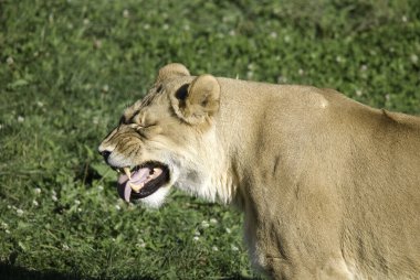 Aslan, Panthera cinsindeki dört büyük kediden biridir ve Felidae familyasının bir üyesidir. Bazı erkekler 250 kg ağırlığı (550 lb) aşarak kaplandan sonra yaşayan en büyük ikinci kedidir.
