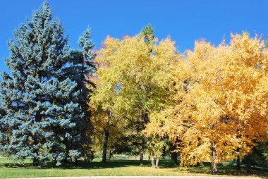 Quebec, Kanada 'da tipik bir sonbahar manzarası
