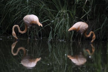 Flamingolar veya flamingolar Phoenicopteridae familyasından bir kuş türü. Amerika 'da dört flamingo türü ve Eski Dünya' da iki tür vardır..