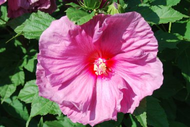 Bahçedeki güzel pembe amber çiçeği