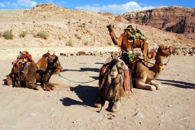 Deve Yaklaş. Camelus dromedarius Orta Doğu 'da kullanılan hörgüçlü bir deve. Develer Petra Jordan 'da gezmek, bir şeyler taşımak ve turistleri taşımak için kullanılır.