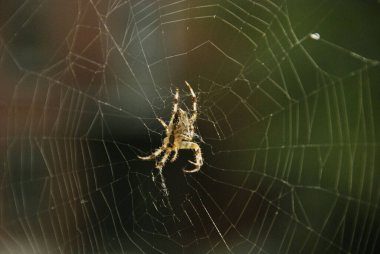 Koyu arkaplanda örümcek ağı 