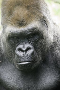 Goriller var olan en büyük primat türüdür. Orta Afrika ormanlarında yaşayan, ağırlıklı olarak otobur maymunlardır. Goriller iki türe ayrılır..