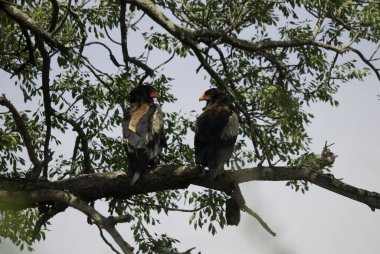 Ağaç dalında oturan kuşlar