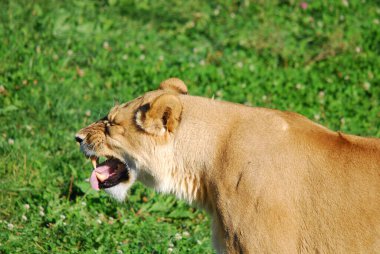 Aslan, Panthera cinsindeki dört büyük kediden biridir ve Felidae familyasının bir üyesidir. Bazı erkekler 250 kg ağırlığı (550 lb) aşarak kaplandan sonra yaşayan en büyük ikinci kedidir.