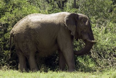 Filler, fil-tidae familyasının büyük memelileridir ve Proboscidea familyasına aittir. Geleneksel olarak iki tür tanınır: Afrika fili (Loxodonta africana) ve Asya fili.