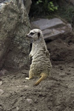 Mirket ya da suricate, Botsvana 'daki Kalahari Çölü, Namib Çölü, Namibya ve Angola' nın güneybatısında yaşayan firavun faresi ailesine ait küçük bir etobur türü.