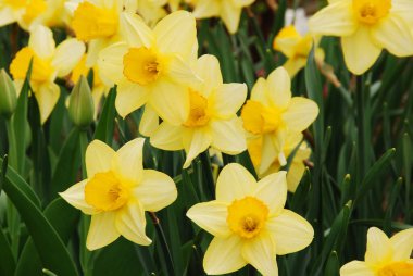 Sarı nergis bahçedeki çiçekleri