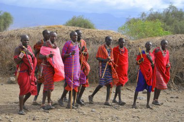 AMBOSELI, KENYA - 13 OCT: Masai kabilesinden tanımlanamayan Afrikalı grup Kenya 'nın Masai Mara kentinde 13 Ekim 2011 tarihinde yapılan geleneksel atlama dansını göstermeye hazırlanıyor. Onlar göçebe ve küçük köylerde yaşıyorlar..
