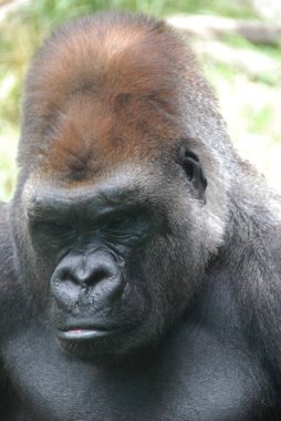 Goriller, Orta Afrika ormanlarında yaşayan, çoğunlukla otobur maymunlardır. Gorillerin DNA 'sı% 95-99' dan insanlarınkine çok benzer. 