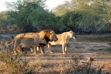 Aslan, Panthera cinsindeki dört büyük kediden biridir ve Felidae familyasının bir üyesidir. Bazı erkekler 250 kg ağırlığı (550 lb) aşarak kaplandan sonra yaşayan en büyük ikinci kedidir.