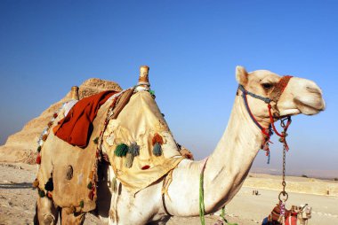 Çöldeki Mısır bedevesi Saqqarah