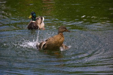 Ördekler gölet suyunda yüzüyor  
