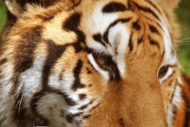 Sibirya Kaplanı 'nın yüzüne yakın çekim