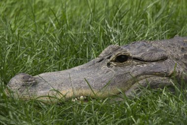 Timsah, Alligatoridae familyasından bir timsah cinsi. Bu iki canlı türü Amerikan timsahı ve Çin timsahıdır..