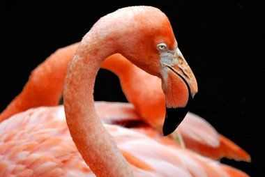 Flamingolar veya flamingolar Phoenicopteridae familyasından bir kuş türü. Amerika 'da dört flamingo türü ve Eski Dünya' da iki tür vardır..