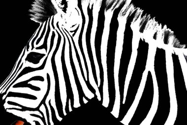 Güzel siyah beyaz bir zebra. 