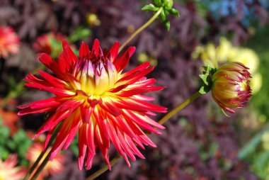 kırmızı yaz çiçekleri, botanik ve bitki örtüleri