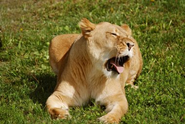 Aslan, Panthera cinsindeki dört büyük kediden biridir ve Felidae familyasının bir üyesidir. Bazı erkekler 250 kg ağırlığı (550 lb) aşarak kaplandan sonra yaşayan en büyük ikinci kedidir.