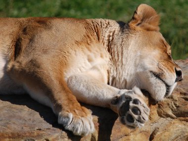 Aslan, Panthera cinsindeki dört büyük kediden biridir ve Felidae familyasının bir üyesidir. Bazı erkekler 250 kg ağırlığı (550 lb) aşarak kaplandan sonra yaşayan en büyük ikinci kedidir.
