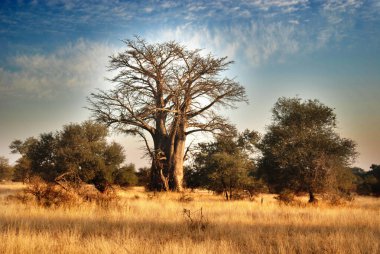 Dev Glencoe Baobab ağacı Kruger Ulusal Parkı, Güney Afrika.
