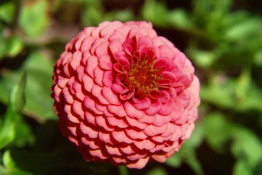 Bahçe çiçekleri, bitkiler ve bitkiler