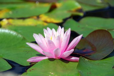 Gölette nilüfer çiçeği