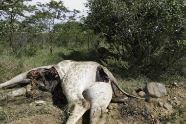 Savanada yerde yatan ölü zürafa.