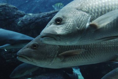 Suyun altında yüzen balıklar