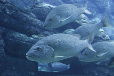 Suyun altında yüzen balıklar 