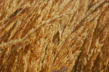 Güzel sarı bir buğday tarlasına yakın. 