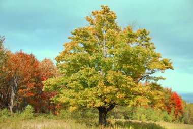 Montreal, Quebec, Kanada 'da sonbahar manzarası
