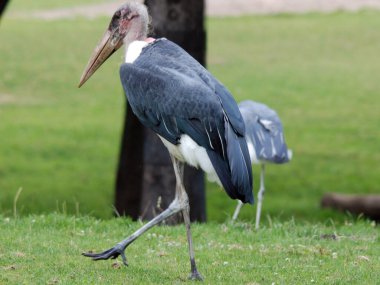 Leptoptilos crumeniferus, leylekgiller (Ciconiiidae) familyasından bir kuş türü. Sahra Çölü 'nün güneyindeki Afrika' da ürerler..
