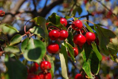 Bahçedeki ağacın kırmızı meyveleri