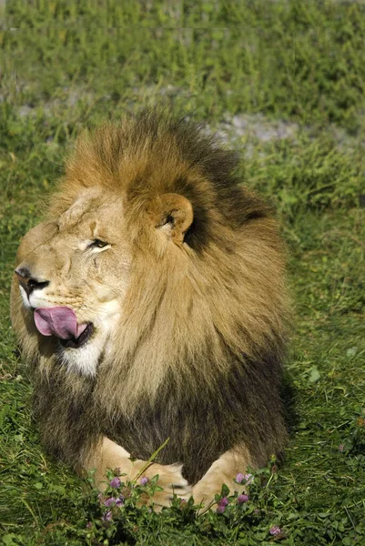 Lion Mâle Très Distinctif Lion Mâle Est Facilement Reconnu Par — Photo