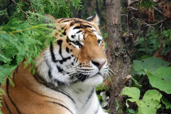 Tygrys Panthera Tigris Jest Największym Gatunkiem Kotów Jest Trzecim Wielkości — Zdjęcie stockowe
