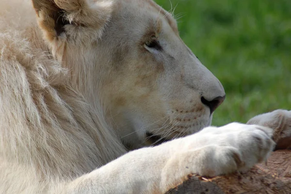 Белый Лев Редкая Цветовая Мутация Льва Первая Гордость Белых Львов — стоковое фото