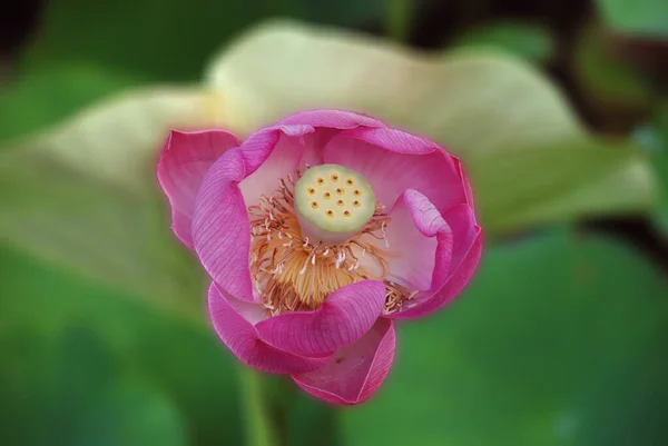 Lotus Flower Nelumbo Nucifera Conhecida Por Vários Nomes Incluindo Indian — Fotografia de Stock