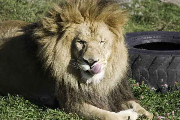 Leão Dos Quatro Grandes Felinos Gênero Panthera Membro Família Felidae — Fotografia de Stock