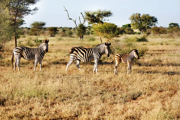 Zebra Kruger Park Sydafrika — Stockfoto