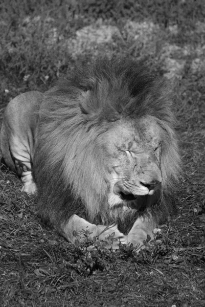 Lion Est Des Quatre Grands Félins Genre Panthera Membre Famille — Photo