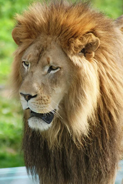 León Uno Los Cuatro Grandes Felinos Del Género Panthera Miembro — Foto de Stock