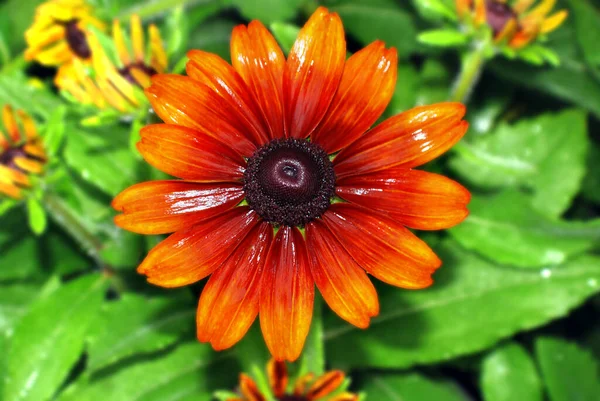 Summer Flower Botany Flora Orange Red Petals — Stock Photo, Image