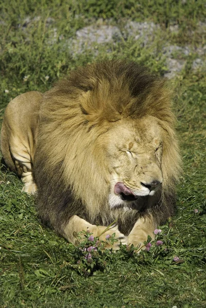 Leão Macho Altamente Distintivo Leão Macho Facilmente Reconhecido Por Sua — Fotografia de Stock