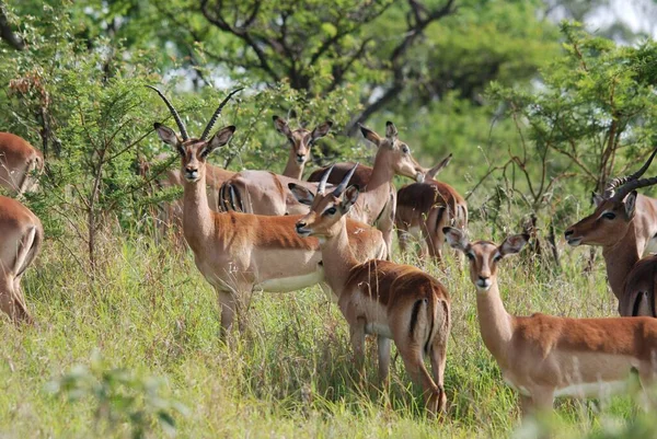 Hluhluwe Imfolozi Park South Africa Impala Aepyceros Melampus 是一种生活在非洲东部和南部的中型羚羊 — 图库照片