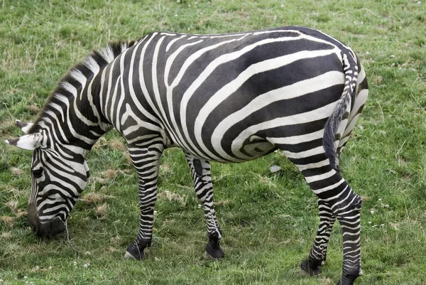 Zebras Sind Afrikanische Einhufer Die Besten Für Ihre Charakteristischen Schwarzen — Stockfoto