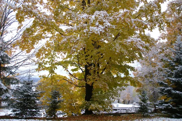 Late Herfst Landschap Bromont Oost Township Quebec Canada — Stockfoto