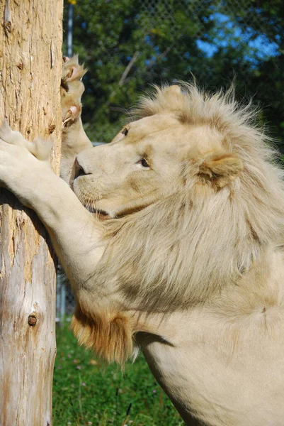 White Lion Rare Color Mutation Lion 2009 First Pride White — Stock Photo, Image