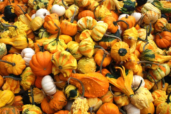 Frisch Gepflückte Bunte Kürbisse Und Kürbisse Auf Dem Bauernmarkt — Stockfoto